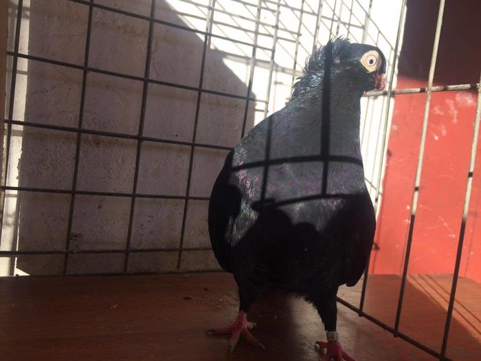 12435258_994621523913979_857308030_o