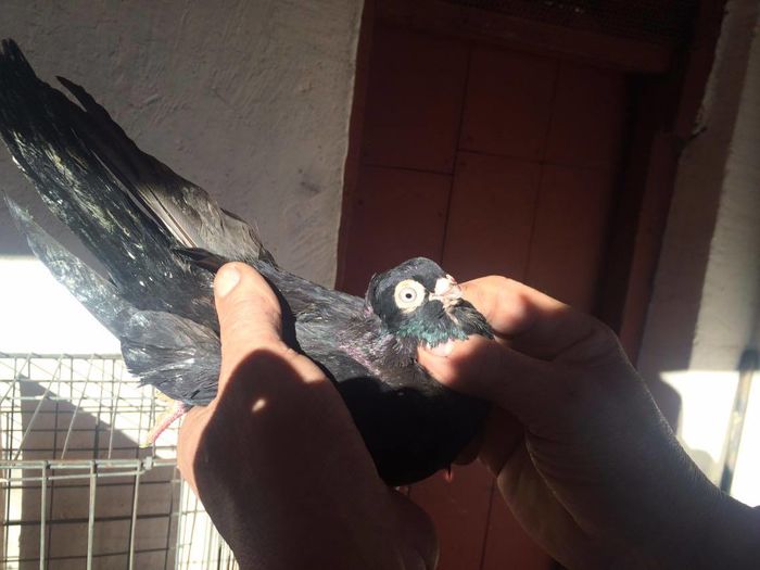 12435354_994621463913985_2064303120_o