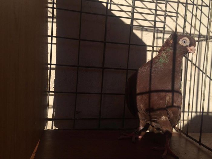 12436421_994621267247338_1155508340_o