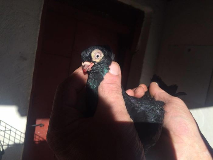 12438789_994621533913978_2127025839_o