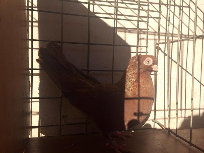 12449206_939411256143116_608793270_o