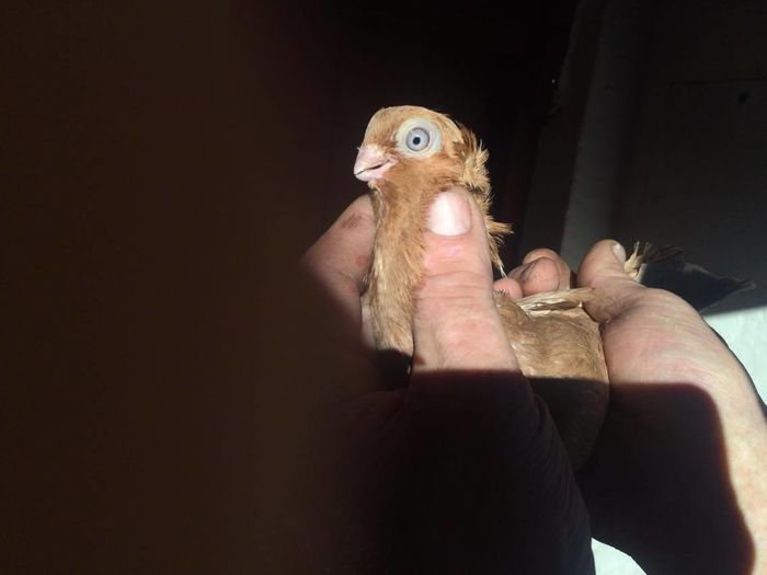 12449455_994621343913997_1194168076_o