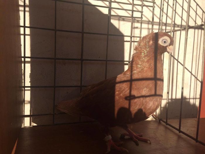 12449644_939411412809767_1659806024_o