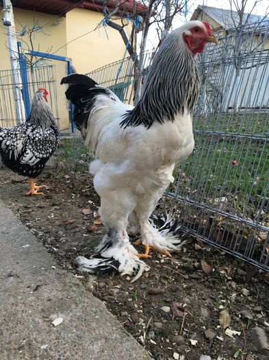 image - 2016 Brahma Herminat Deschis