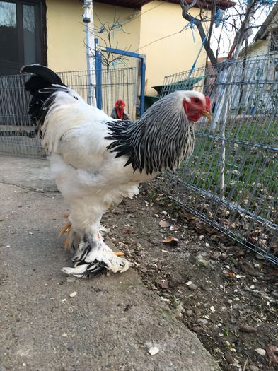 image - 2016 Brahma Herminat Deschis