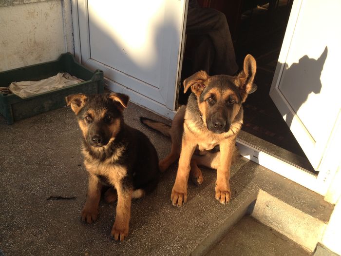 viitori paznici diferi%u021Bi