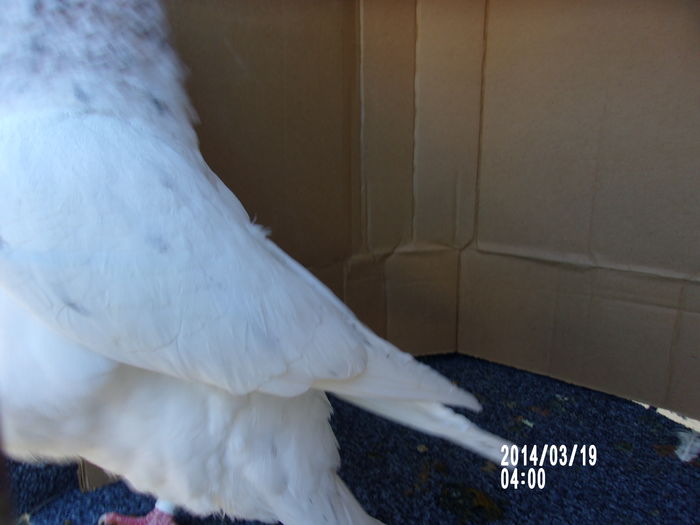 pui texan tineret de vanzare 016