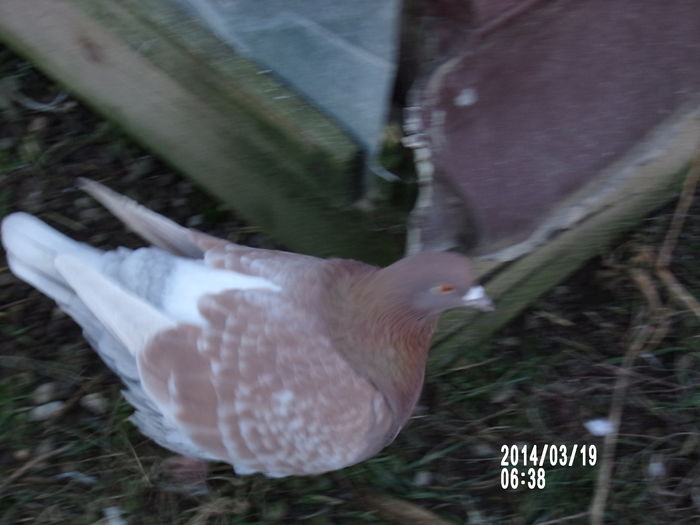 pui texan tineret de vanzare 067