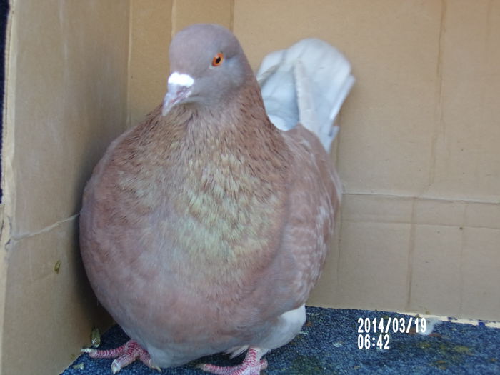 pui texan tineret de vanzare 076