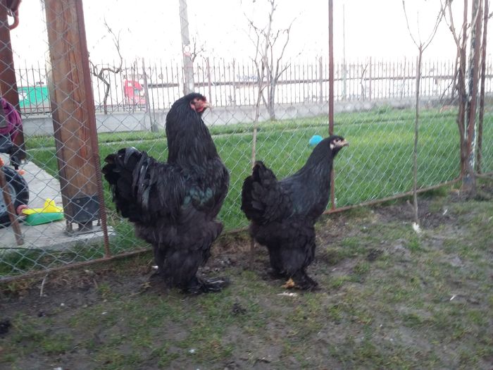 27.12.2015 365 - 09 brahma negru