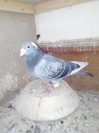 591673-03-BALTATU-ORIG.VOINEA & NANDO; SUPER REPRODUCATOR
TATA,BUNICUL SI STRABUNICUL MULTOR PORUMBEI DE TOP
