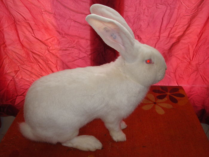 96 pct - Campion Expo Oradea 2015 ( M 7 ); 7,5 kg ( 9 luni )
