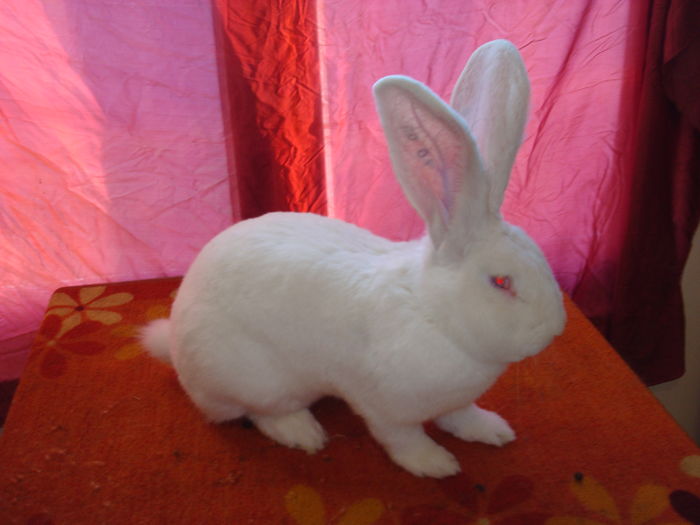 RO01 3539 ( M 6 ); Linie Knoll Erik/ Mahringer Franz
