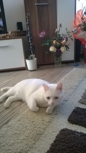 WP_20151227_016 - flori de Craciun