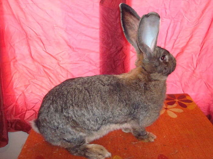 Femela 2 - RO114 0147