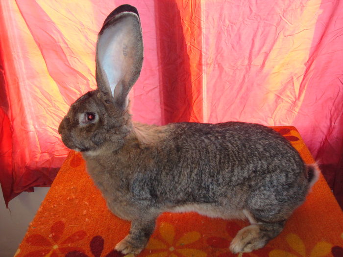 RO114 0147 ( F 2 ); 8,5 kg ( aproape 2 ani ) - momentan creste 5 pui
