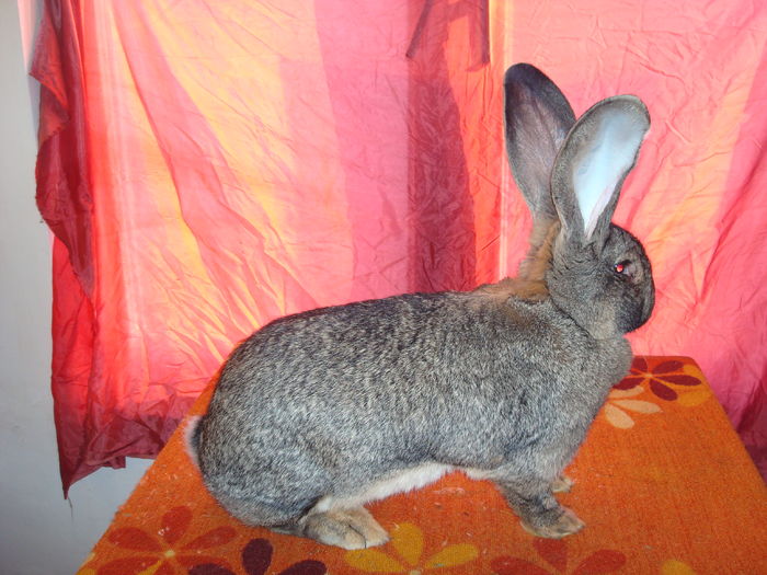 97 pct - H24 R878 ( F 4 ); 8,1 kg ( 1 an si 10 luni )
