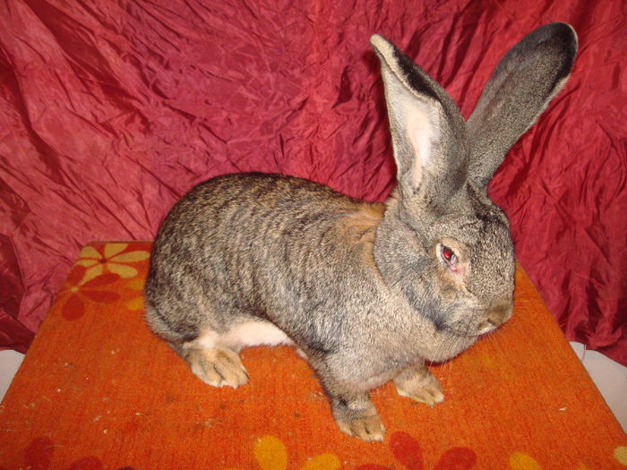 97 pct - H24 R878 ( F 4 ); Kiss Ferenc ( Ungaria )
