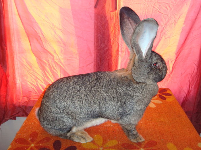 Femela 4 - H24 R878; 97 pct - Nationala Ungaria 2014
