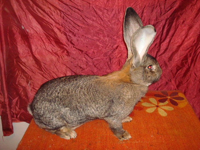 Femela 5 - F158 1430; 96,5 pct - Expo Germania
