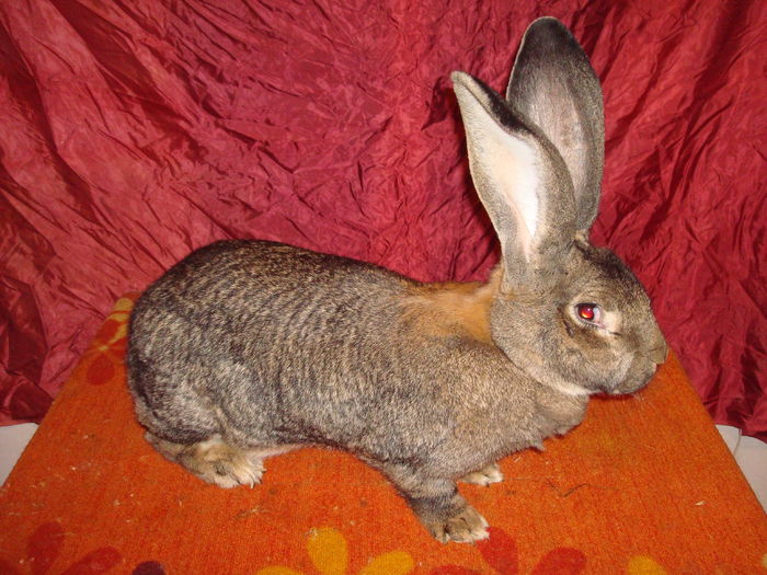 96,5 pct - F158 1430 ( F 5 ); Ewald Kremer ( cumparata de la Sorin Dogar )
