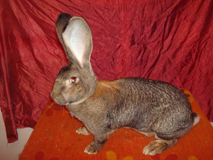 96,5 pct - F158 1430 ( F 5 ); 8,8 kg ( 2 ani )
