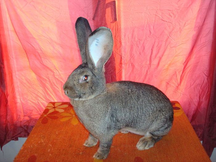 97 pct - Campioana Ungariei 2015 ( F 3 ); Campioana Nationala a Ungariei 2015 !!!
