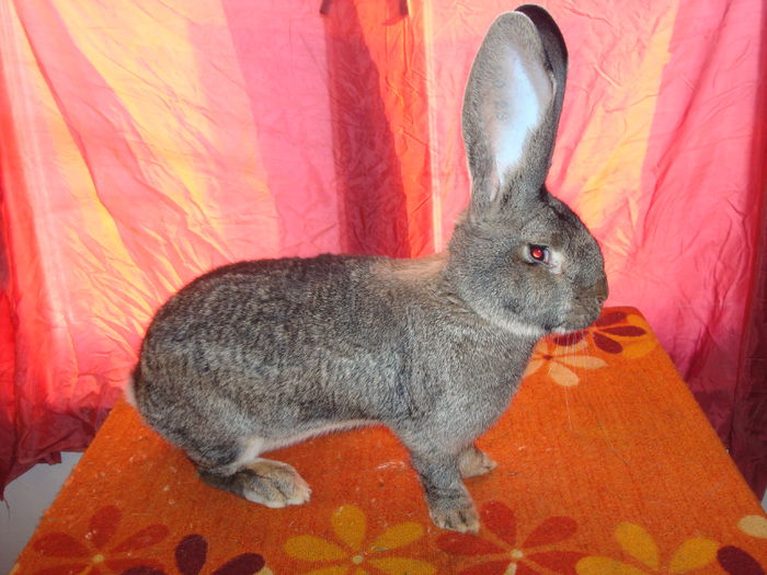 Femela 6 - RO23 3558