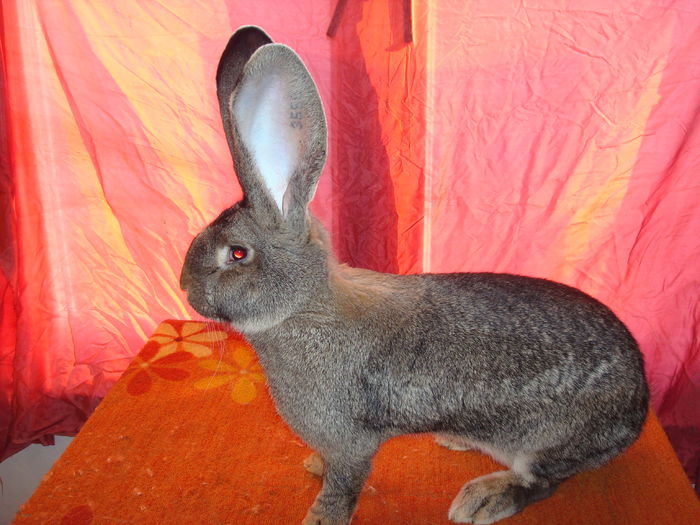 RO23 3558 ( F 6 ); 7,1 kg ( 9 luni )
