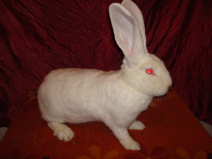 Femela 9 -  RO23 252; 96 pct - Nationala Lugoj 2015
