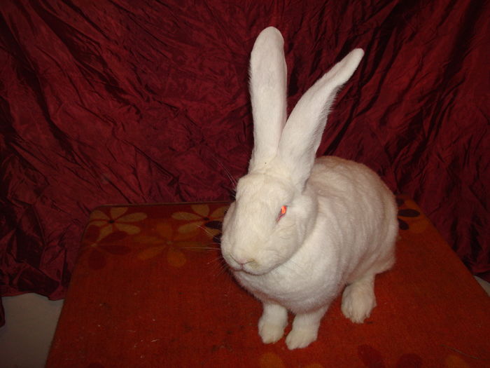 96 pct - RO23 252 (  F 9 ); Productie proprie !
