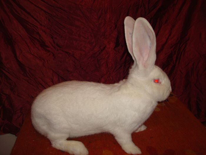 Femela 10 - RO23 254; 97 pct - Campioana Expo Oradea 2015
