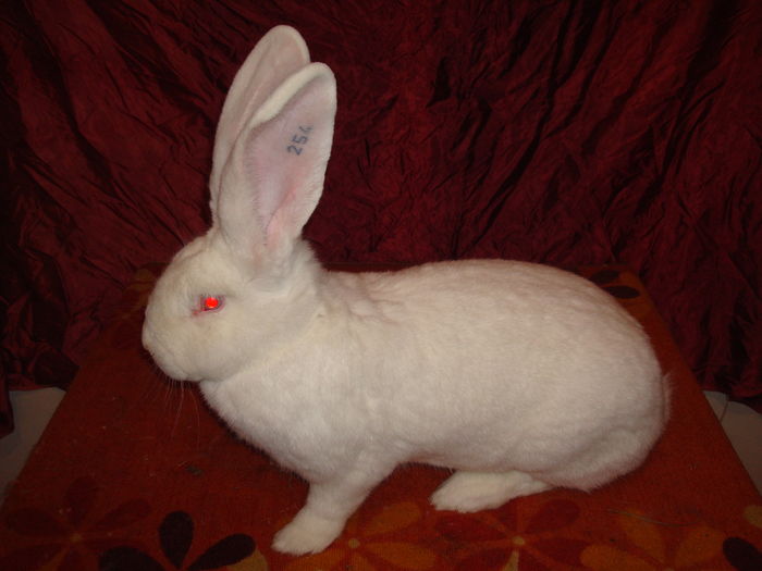 97 pct - Campioana Expo Oradea 2015 ( F 10 ); 7,3 kg ( 10 luni )
