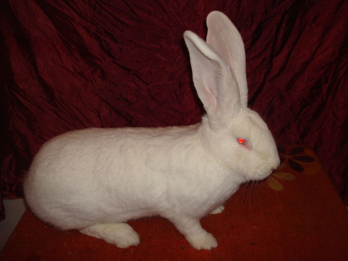 Femela 11 - RO23 253; 96,5 pct - Expo Oradea 2015
