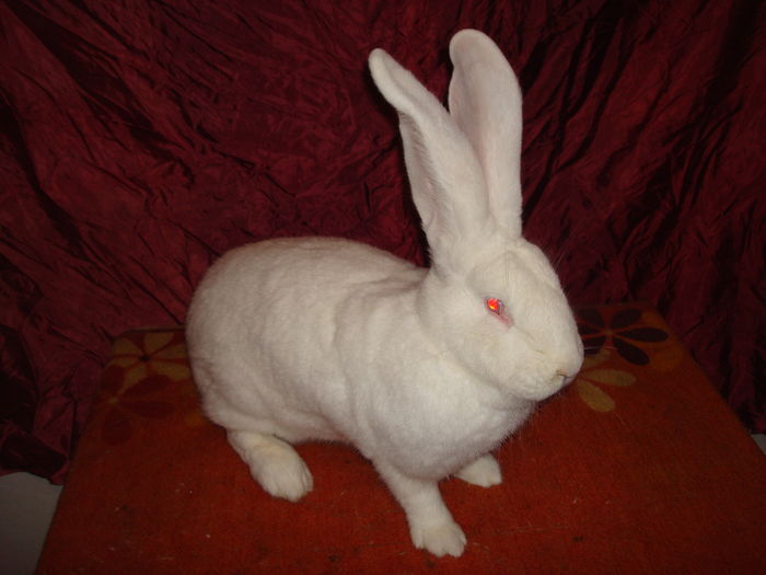 96,5 pct - RO23 253 ( F 11 ); Productie proprie !
