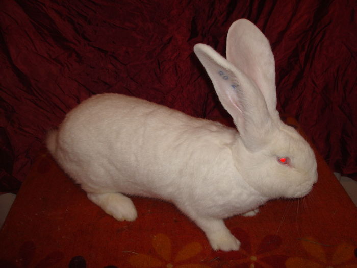 Femela 12 - RO23 3511; 96 pct - Expo Oradea 2015
