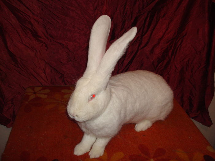 96 pct - RO23 3511  ( F 12 ); Productie proprie !
