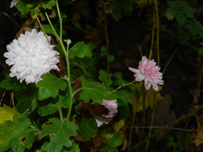 DSCN5900