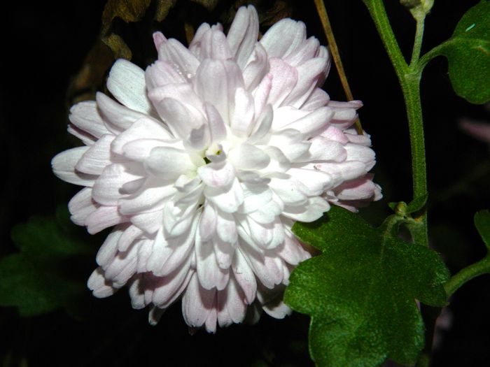 DSCN5902