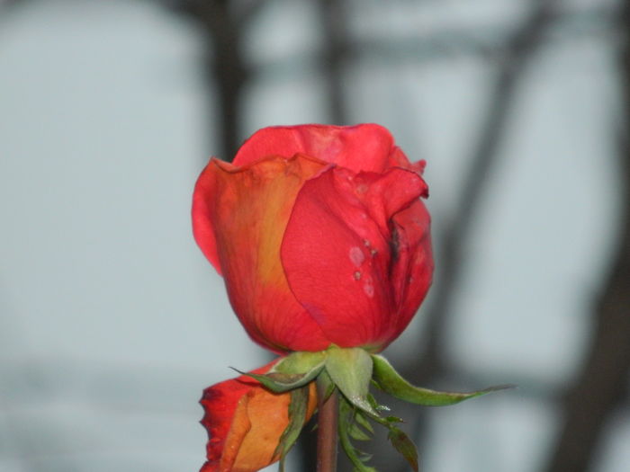DSCN5909