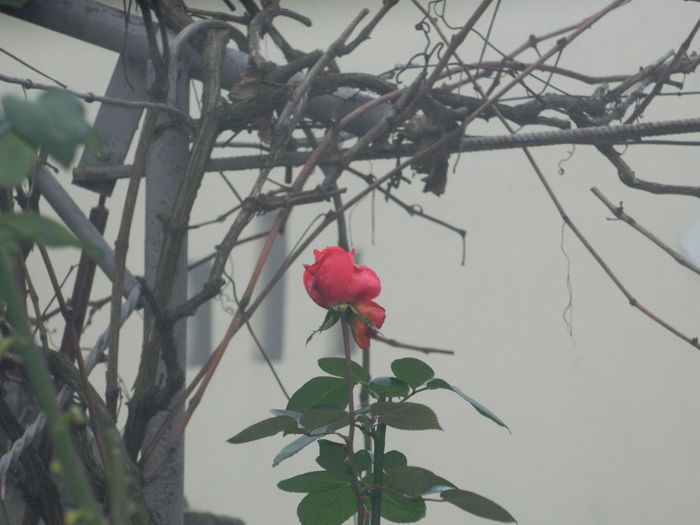 DSCN5917