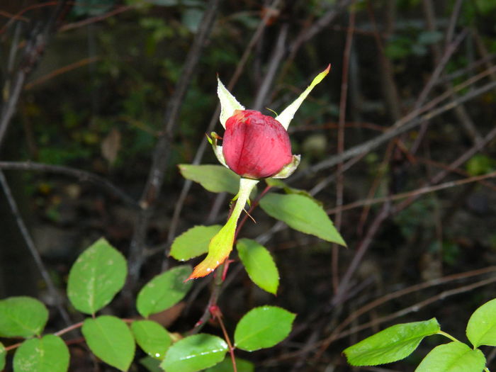 DSCN5925