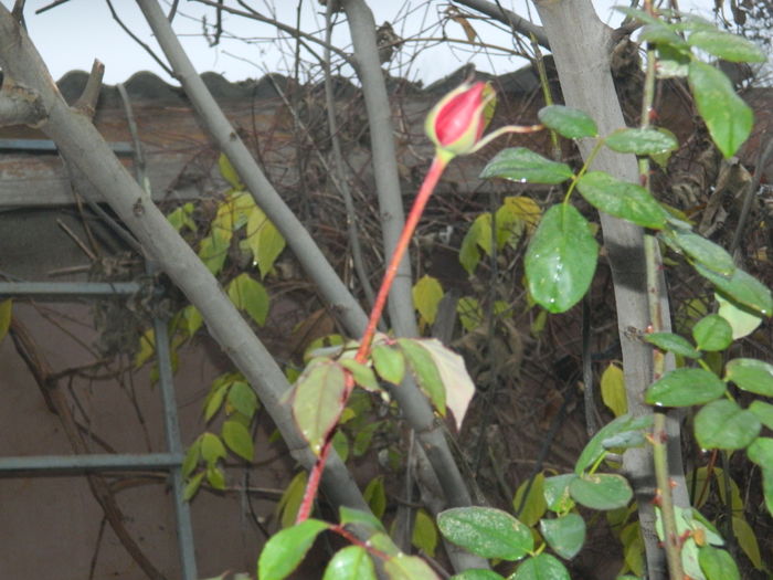 DSCN5927