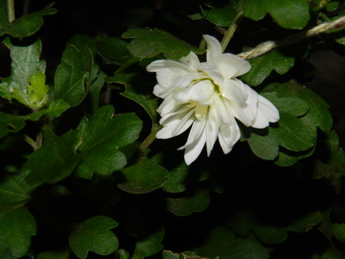 DSCN5932