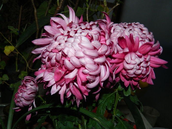 DSCN5948