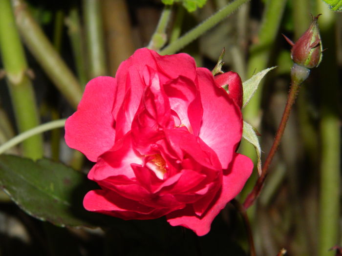 DSCN5967