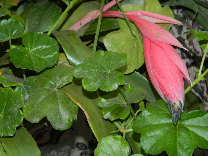 DSCN5969