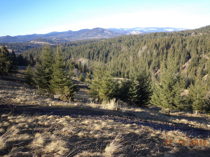 Bine ca mai avem paduri