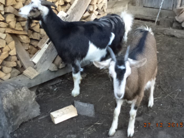 Bubulina cu mama ei Steluta