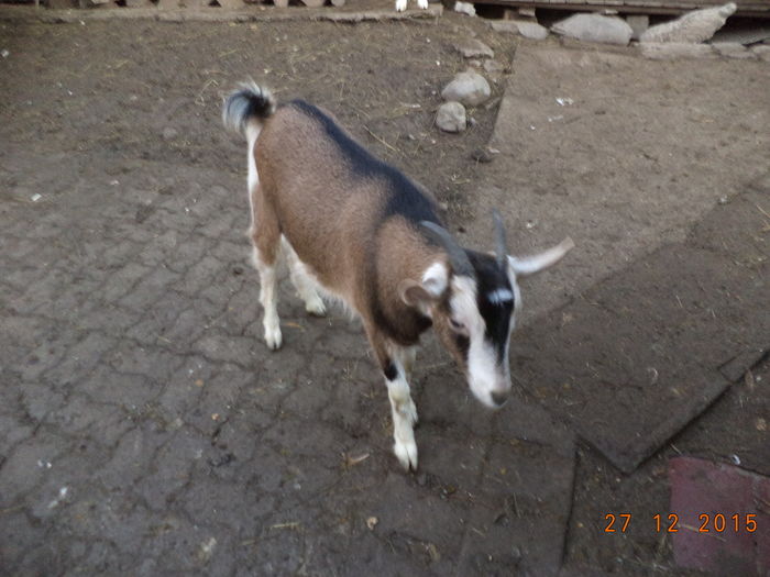 Bubulina este de vanzare